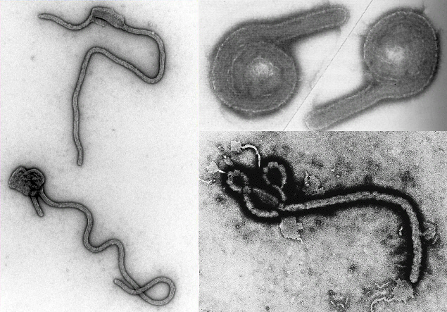 ebola virus image.jpg