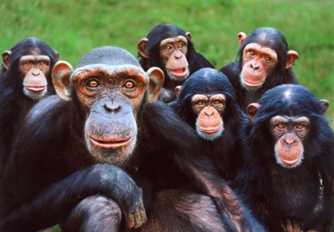 primate conservation.jpg