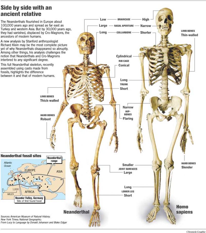 neanderthal comparison to modern human.jpg