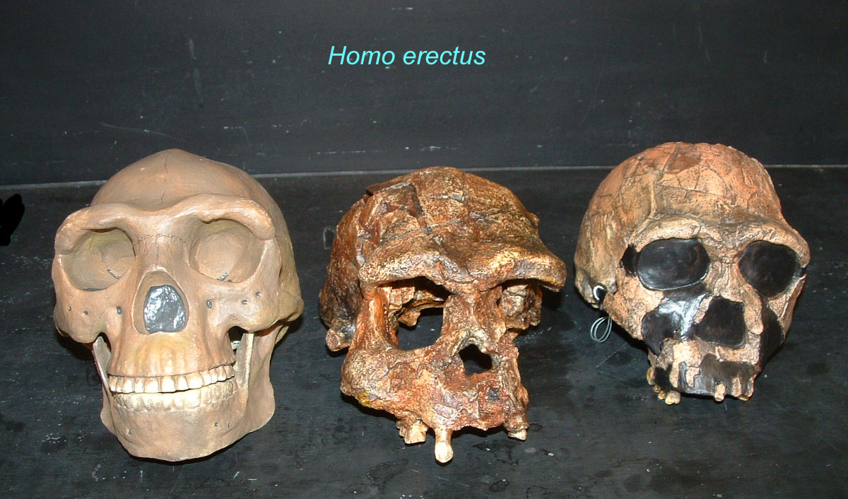 homo erectus skulls.jpg